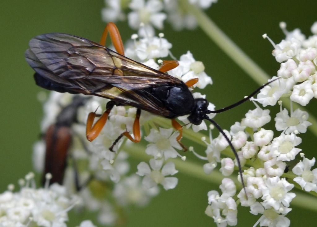 Trogus lapidator, Ichneumonidae